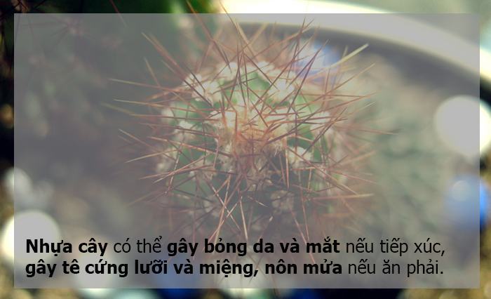 Xương rồng cảnh