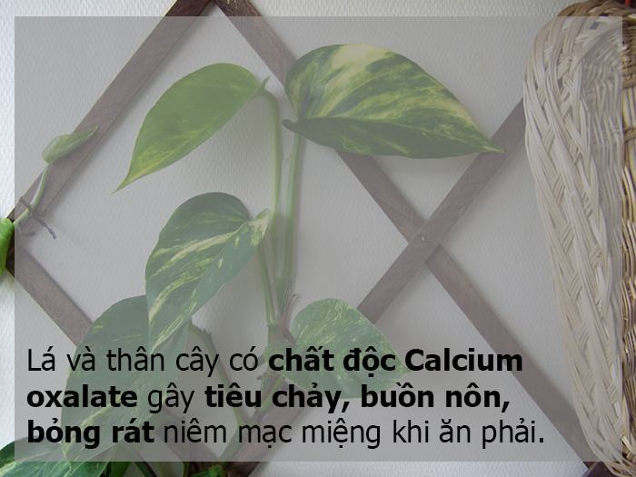 Một số loại trầu (trầu bà, trầu bà, ...) 