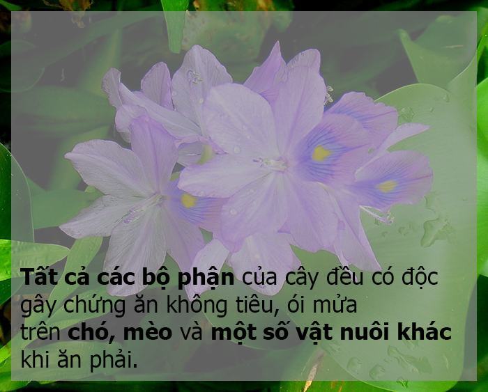 lục bình