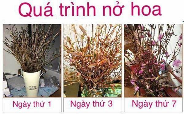 Hoa đỗ quyên ngủ đông 