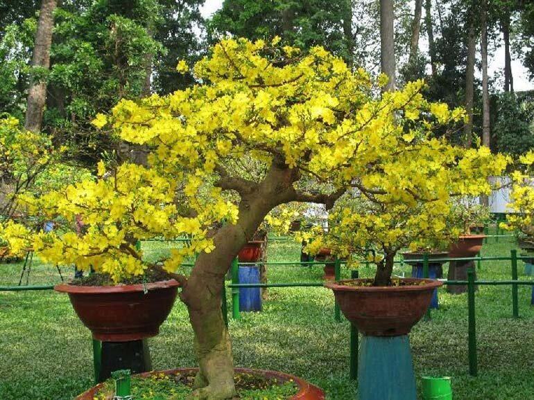 giá hoa mai tết 2018