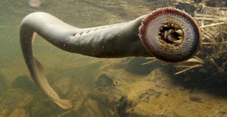 Động vật hút máu của Lamprey