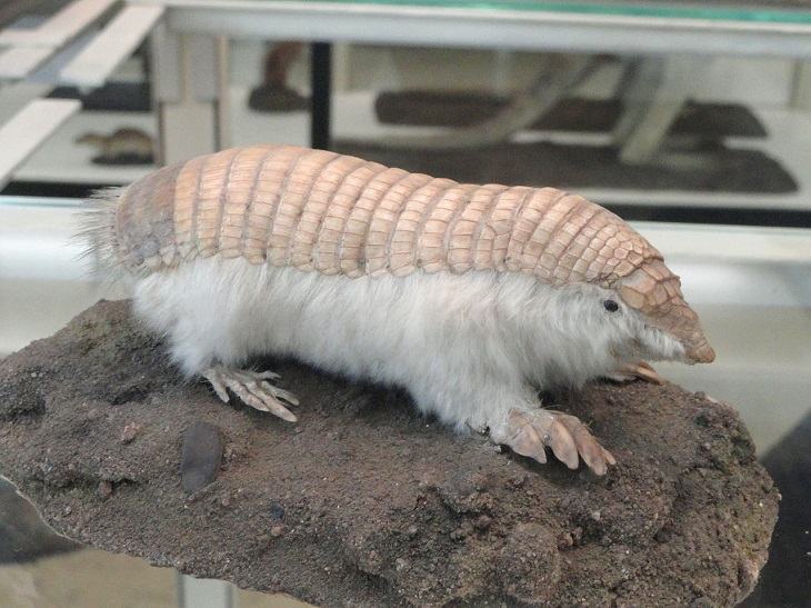 Pink Fairy armadillo