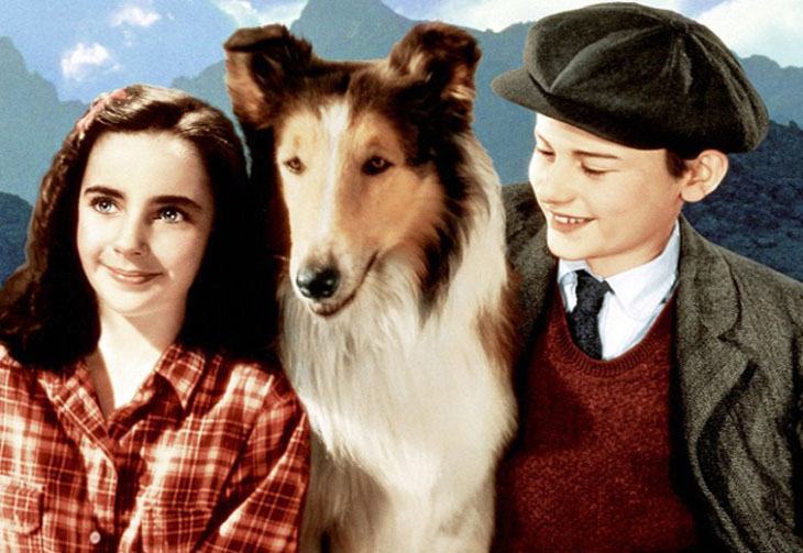 Top 10 bộ phim về chó thông minh hay nhất, cảm động nhất