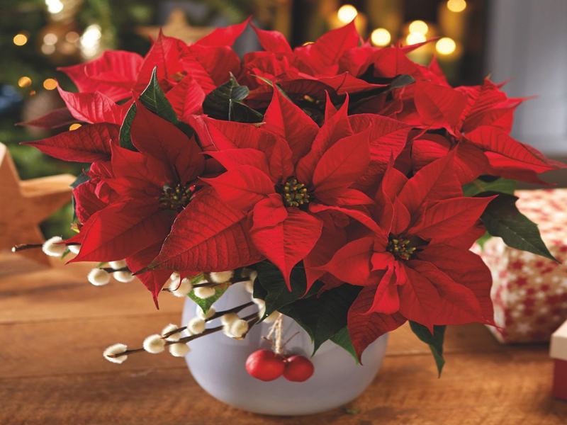 Poinsettias (trạng nguyên)