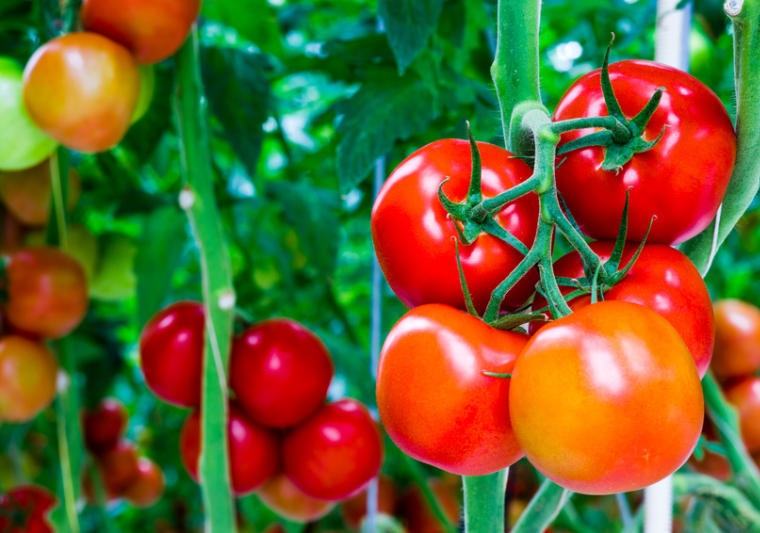 Cà chua cũng là một loại mỹ phẩm tự nhiên giúp trị mụn đầu đen